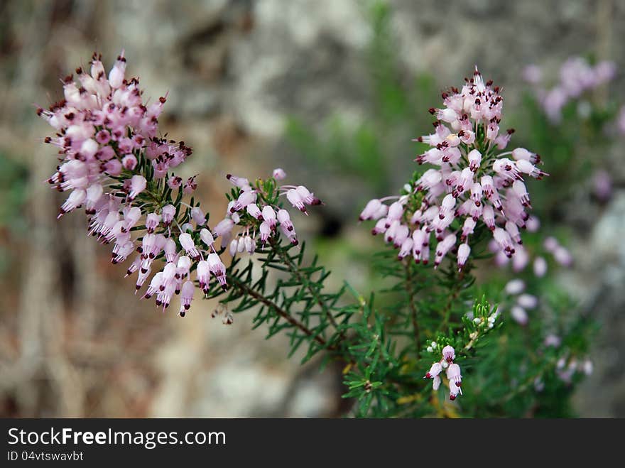 Close view of some silvester flowers