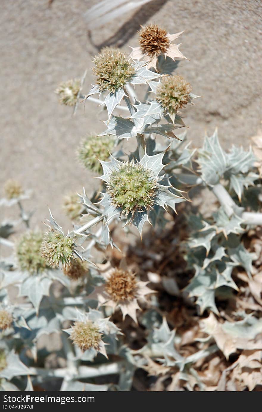 Close view of some silvester flowers