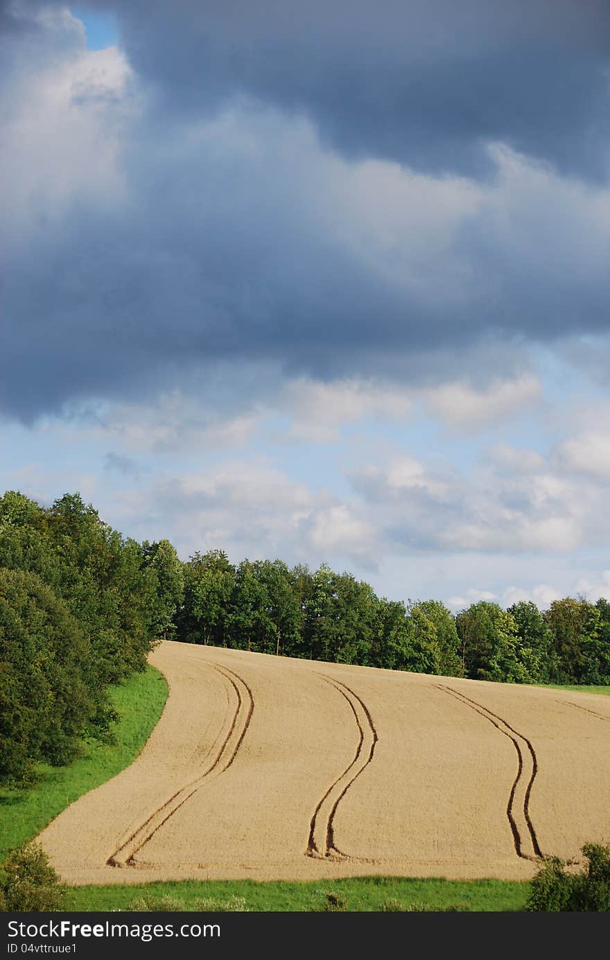 Summer landscape