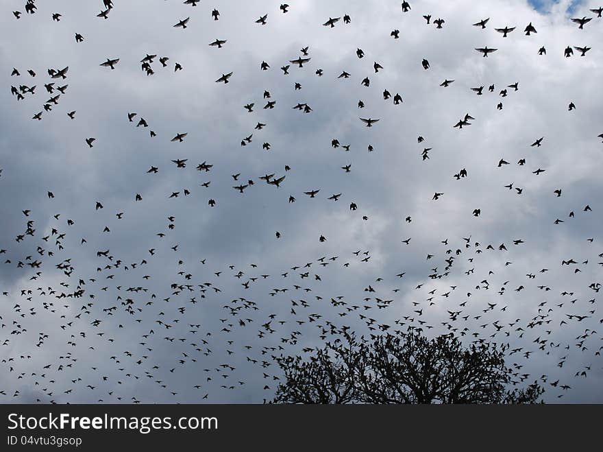 Starling Birds