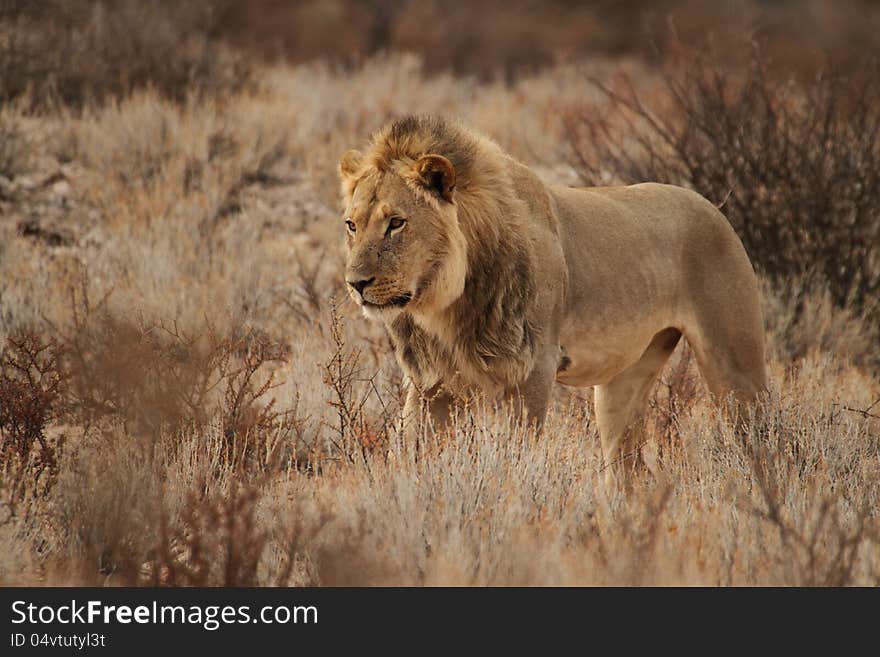 Male lion walking free in the Kgaligadi. Male lion walking free in the Kgaligadi