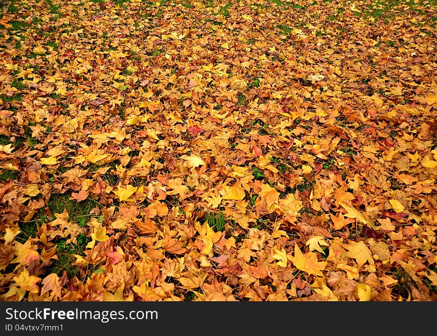 Vivid autumn leaves fallen on the ground. Vivid autumn leaves fallen on the ground