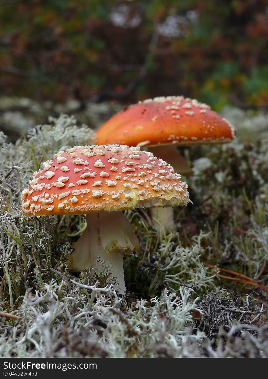 Pair of fly amanita