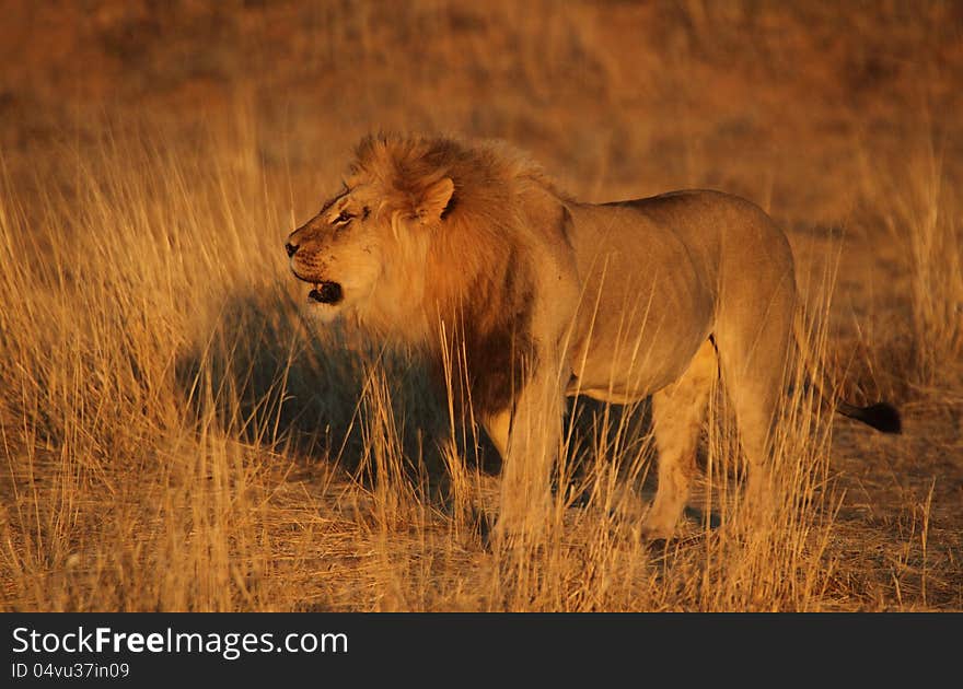 Male lion just after sunrise in the kgaligadi. Male lion just after sunrise in the kgaligadi