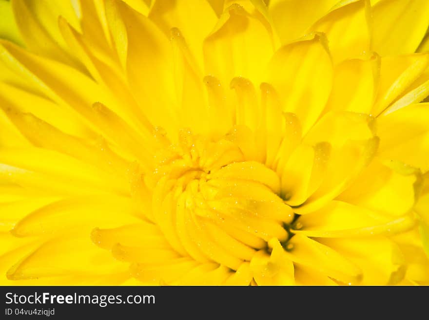 Blooming yellow chrysanthemum flower macro photo as background