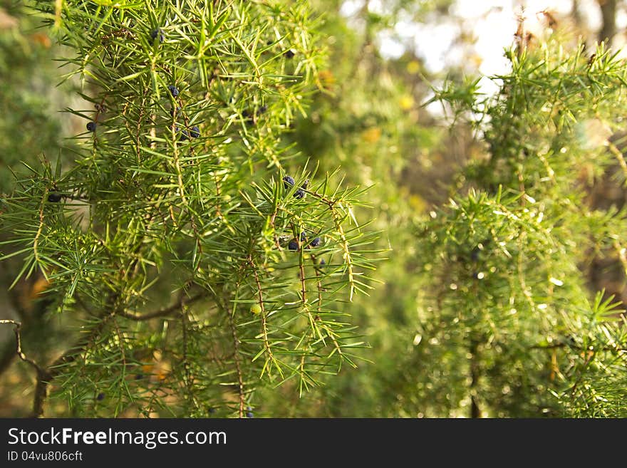 Juniper Branches