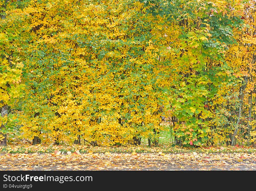 A row of colorful trees in the autumn with fallen leaves on the street. A row of colorful trees in the autumn with fallen leaves on the street.