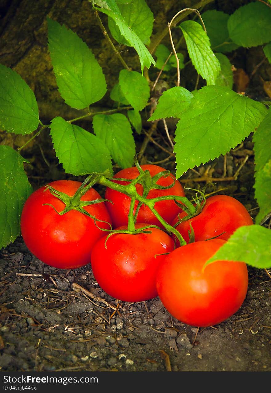 Tomato Patch Garden