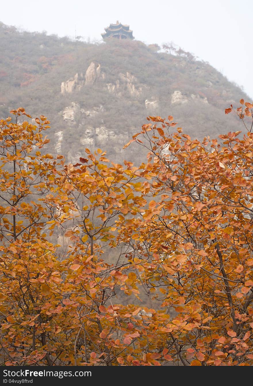 Cotinus coggygria leaves change its color from green to yellow and red, its beautiful and colorful in Juyong Pass of the Great Wall Beijing, China. Cotinus coggygria leaves change its color from green to yellow and red, its beautiful and colorful in Juyong Pass of the Great Wall Beijing, China.