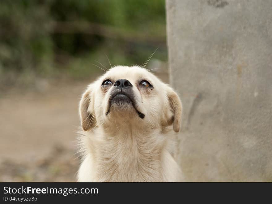 A dog is looking at the sky