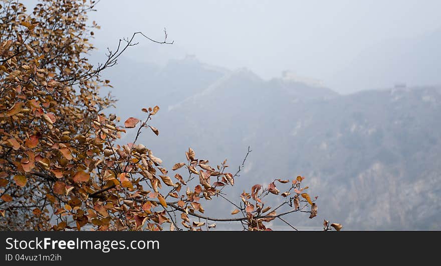 Cotinus coggygria leaves change its color from green to yellow and red, its beautiful and colorful in Juyong Pass of the Great Wall，Beijing, China. Cotinus coggygria leaves change its color from green to yellow and red, its beautiful and colorful in Juyong Pass of the Great Wall，Beijing, China.