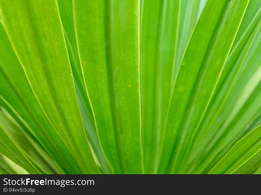 Green long leaf