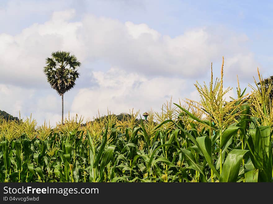 A sugar palm among corn field