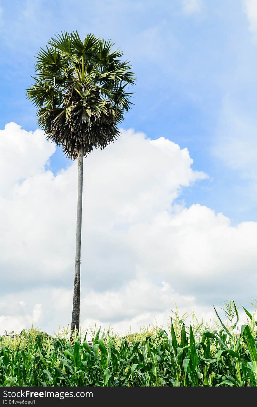 A sugar palm among corn field