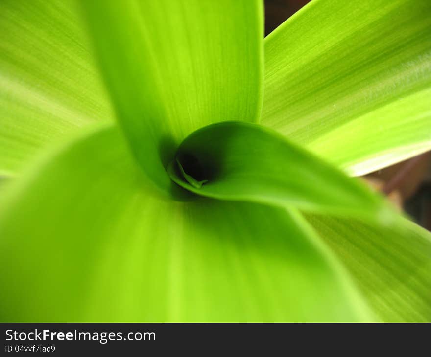 Structure of green leaf