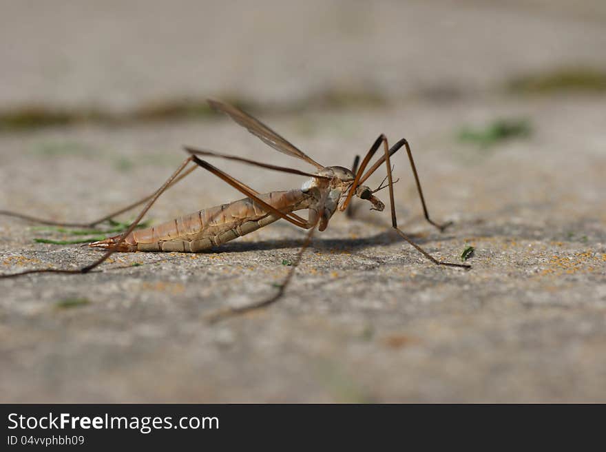 A gigantic mosquito Closeup, is a female crane-fly sitting on a grey stone. A gigantic mosquito Closeup, is a female crane-fly sitting on a grey stone