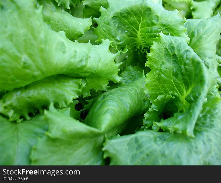 Green Lettuce