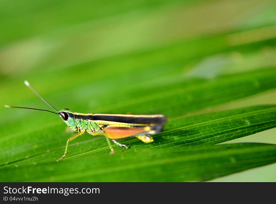 Small colorful grasshopper on ratterns leaves. Small colorful grasshopper on ratterns leaves.