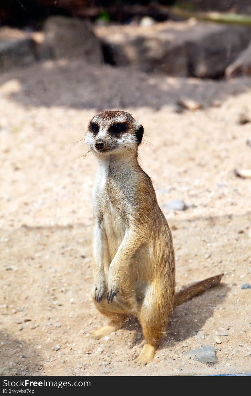 Little standing meerkat in a Prague Zoo