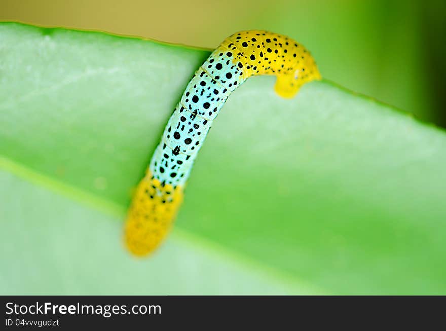 Poisonous caterpillar found deep jungle. Poisonous caterpillar found deep jungle.