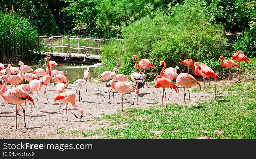 The flock of pink flamingo in a Prague Zoo