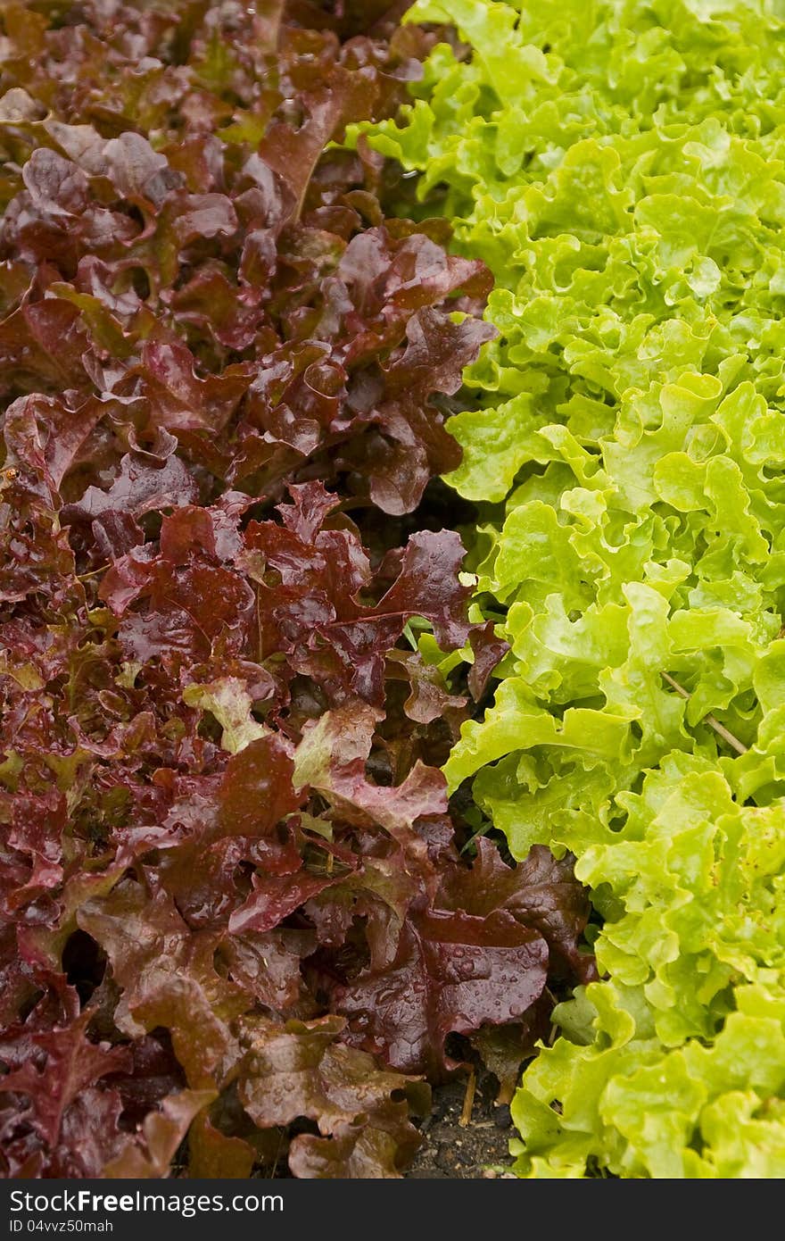 Lettuce colours and textures