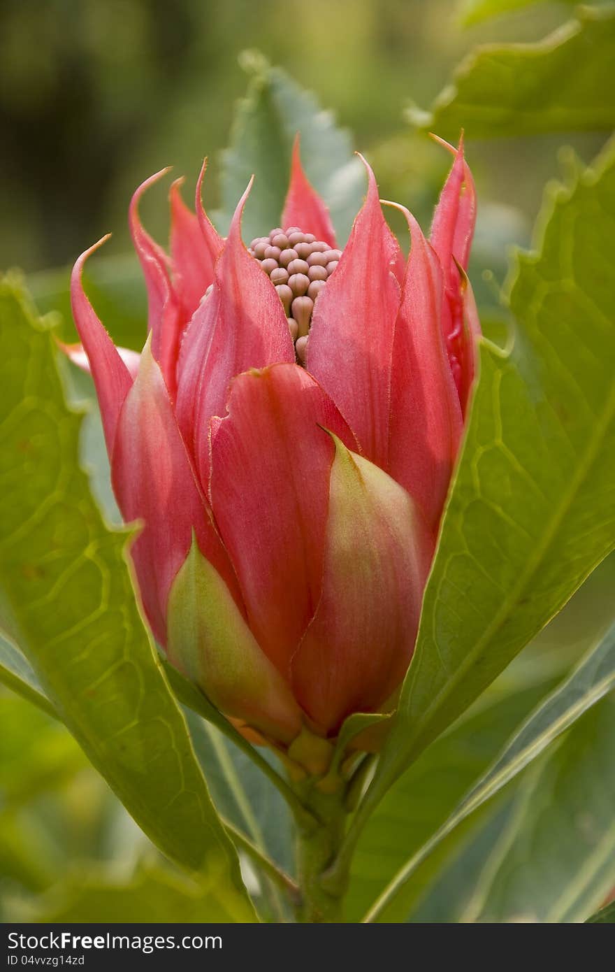 Tulip like formation of red bracts on the New south wales Australia state emblem the waratah, Telopea speciosissima. Tulip like formation of red bracts on the New south wales Australia state emblem the waratah, Telopea speciosissima