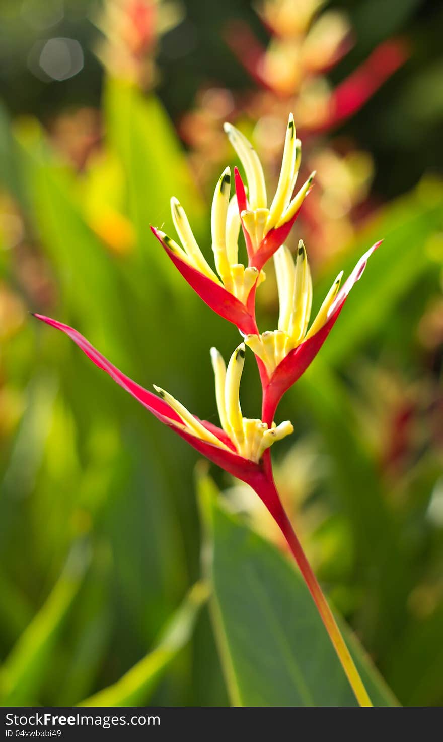 Colored scarlet canna flowers