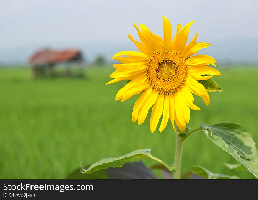 Close up sunflower in the field