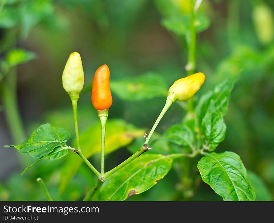 Chili peppers on a tree