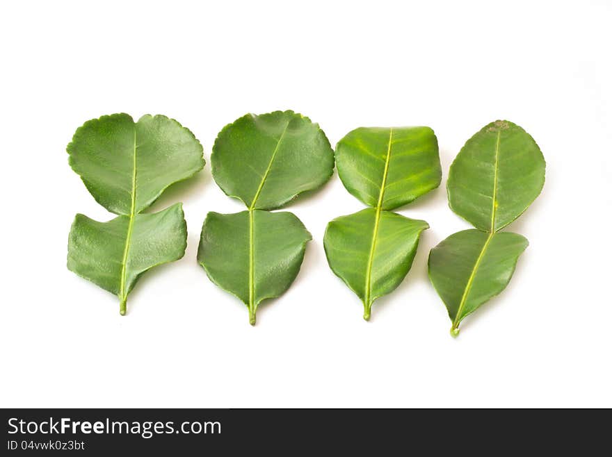 Kaffir lime leaves isolated on white background