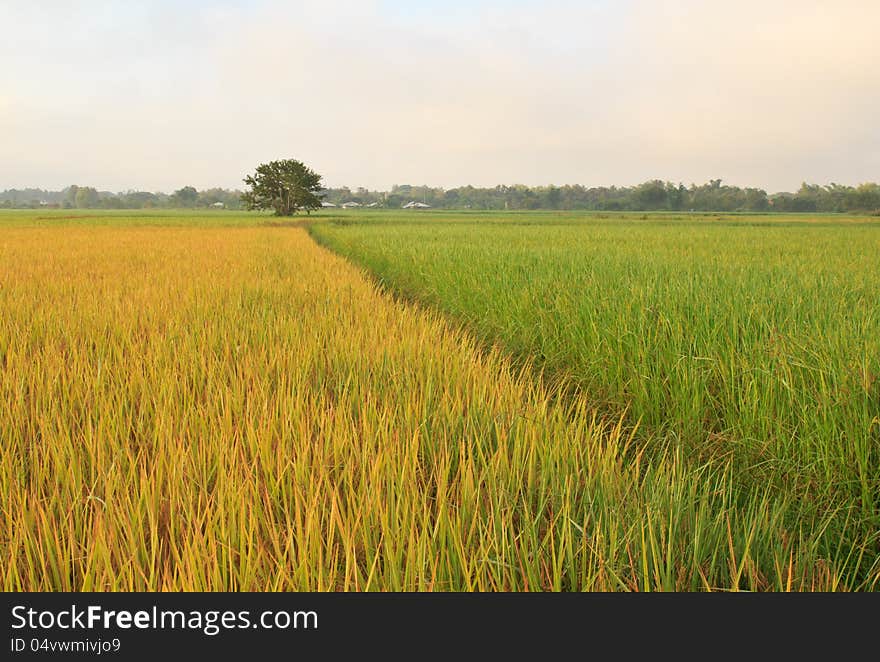 The beautiful landscape of rice fields in Thailand. The beautiful landscape of rice fields in Thailand.