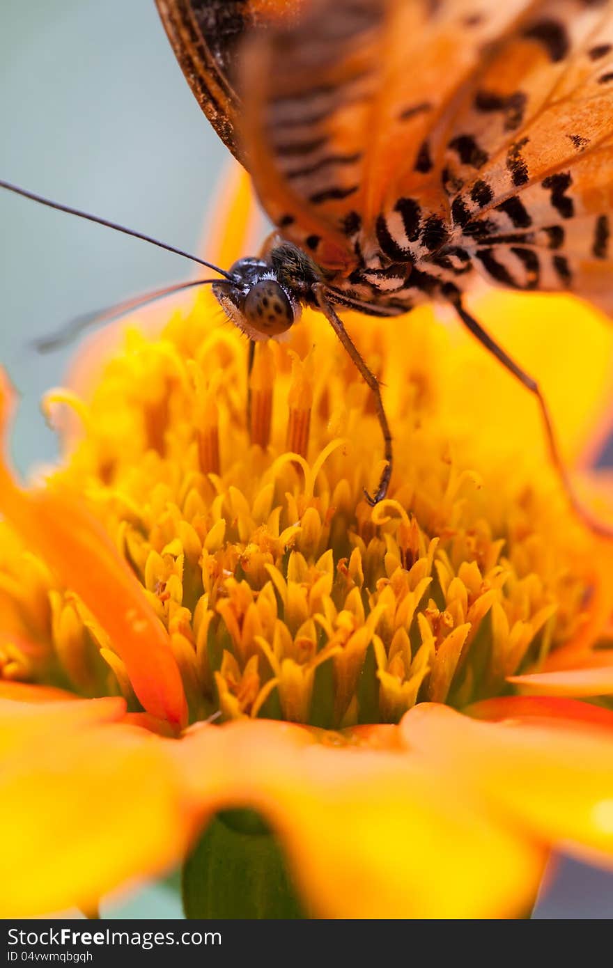 Closeup Butterfly on Flower at the garden