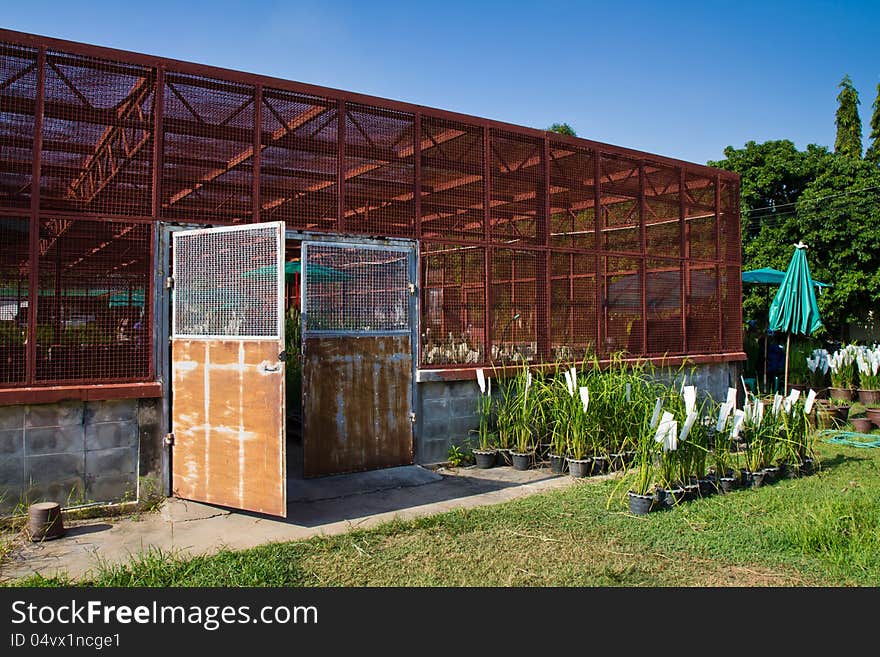 Rice transgenic greenhouse in Thailand. Rice transgenic greenhouse in Thailand