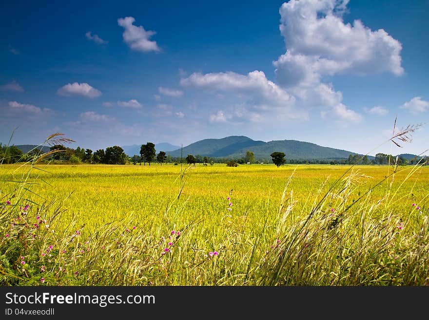 Rice field and mountain in Uttaradit province, Thailand