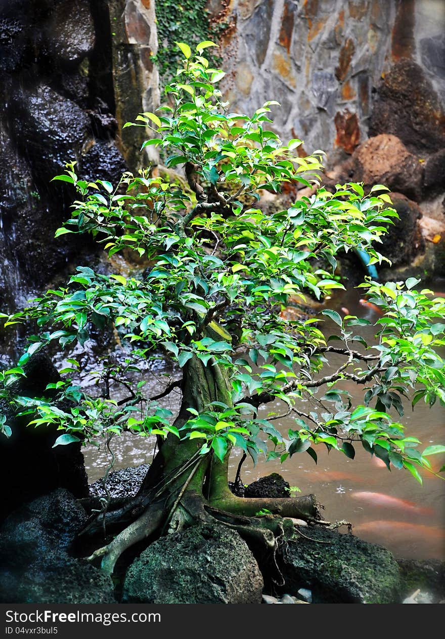 Bonsai Tree