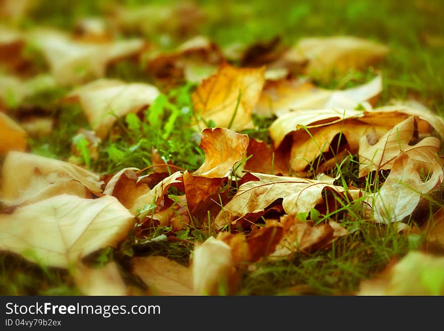 Fallen autumn leaves on the green grass