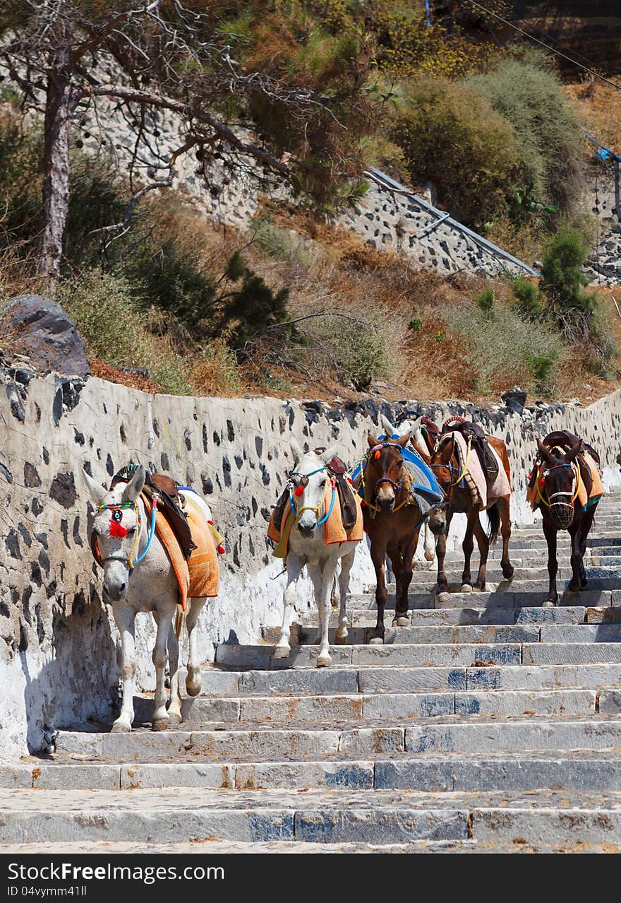 Working donkeys on the Greek Island of Santorini. Working donkeys on the Greek Island of Santorini.