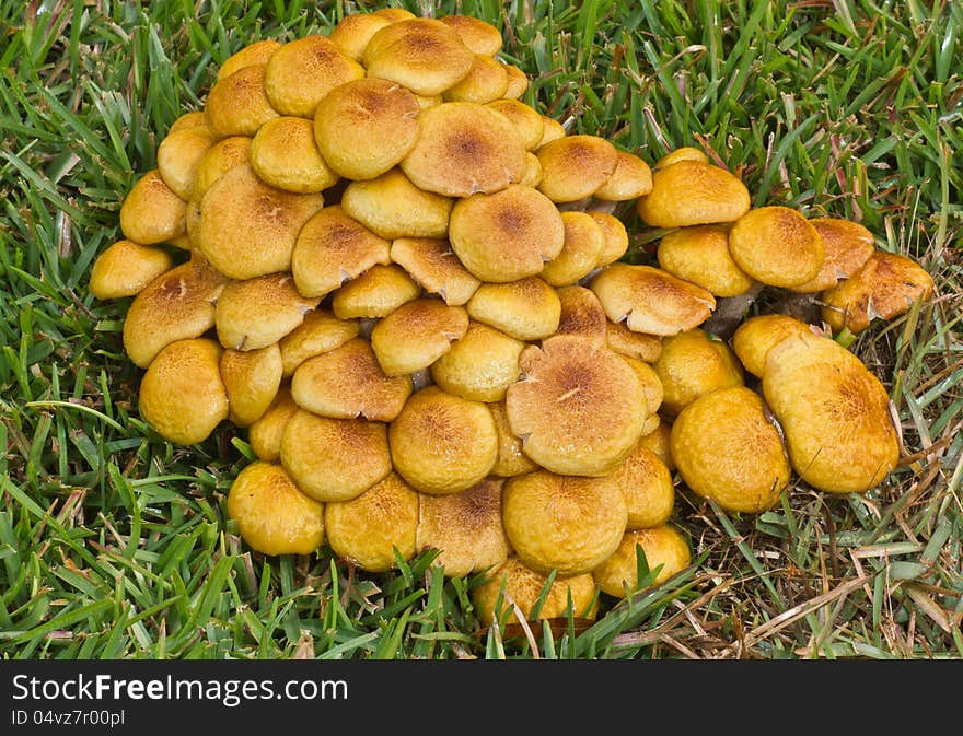 Cluster Mushrooms