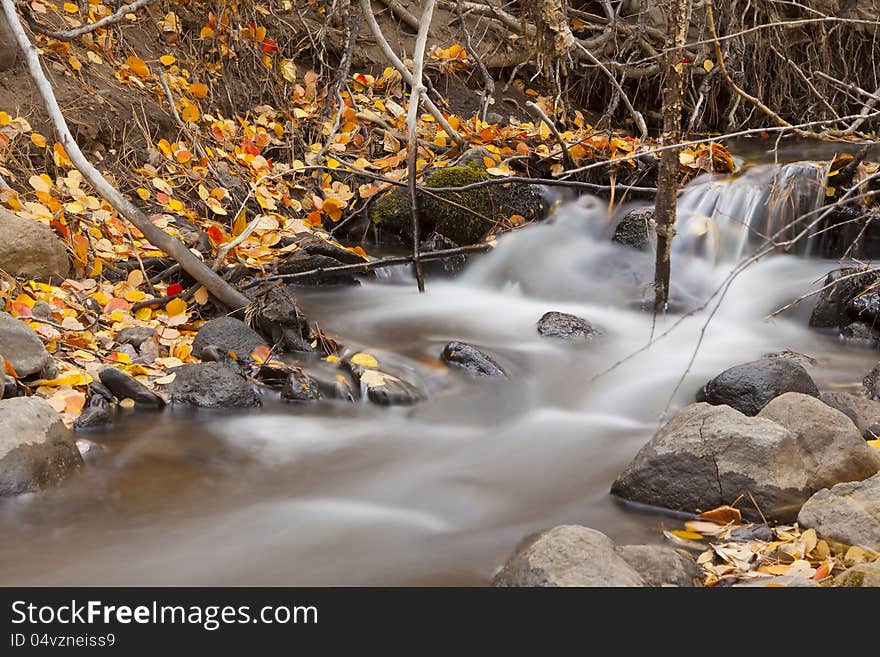 Color Aspen leaves, showing Fall colors in brilliant yellows and golds.  Long exposure on river with motion blur. Color Aspen leaves, showing Fall colors in brilliant yellows and golds.  Long exposure on river with motion blur