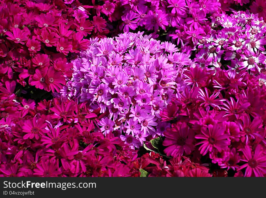 Bright red flowers very close together.