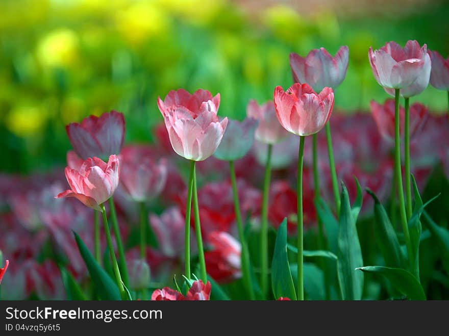 Pink and white tulips.