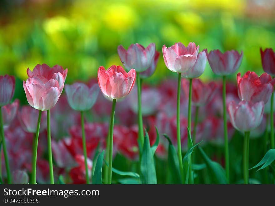 Pink and white tulips.