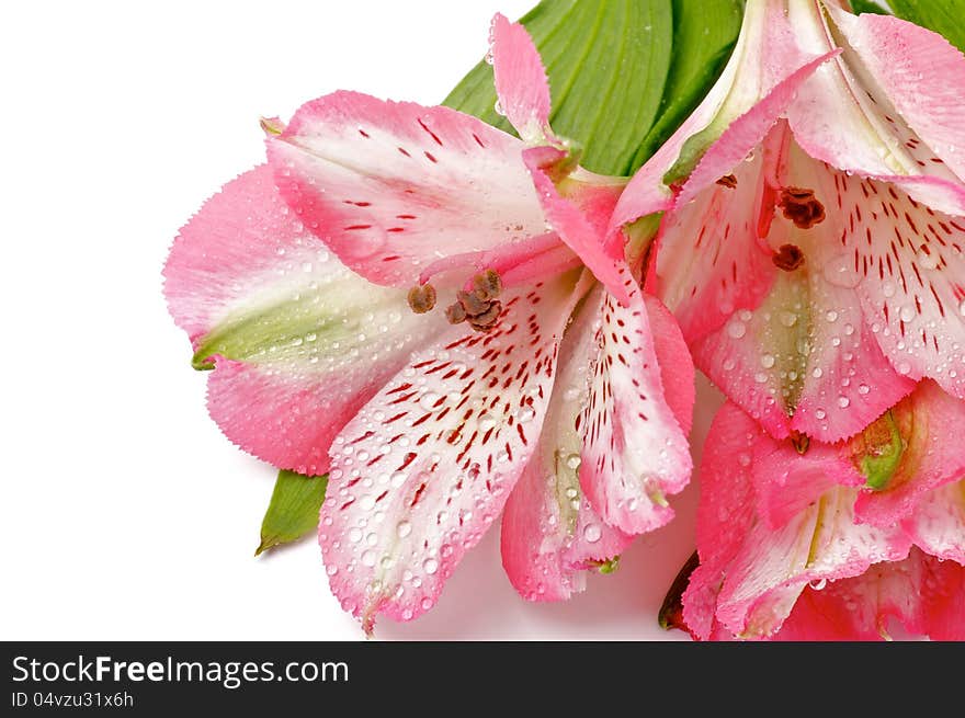 Frame of Pink Alstroemeria Flower Head with Water Droplets closeup on white