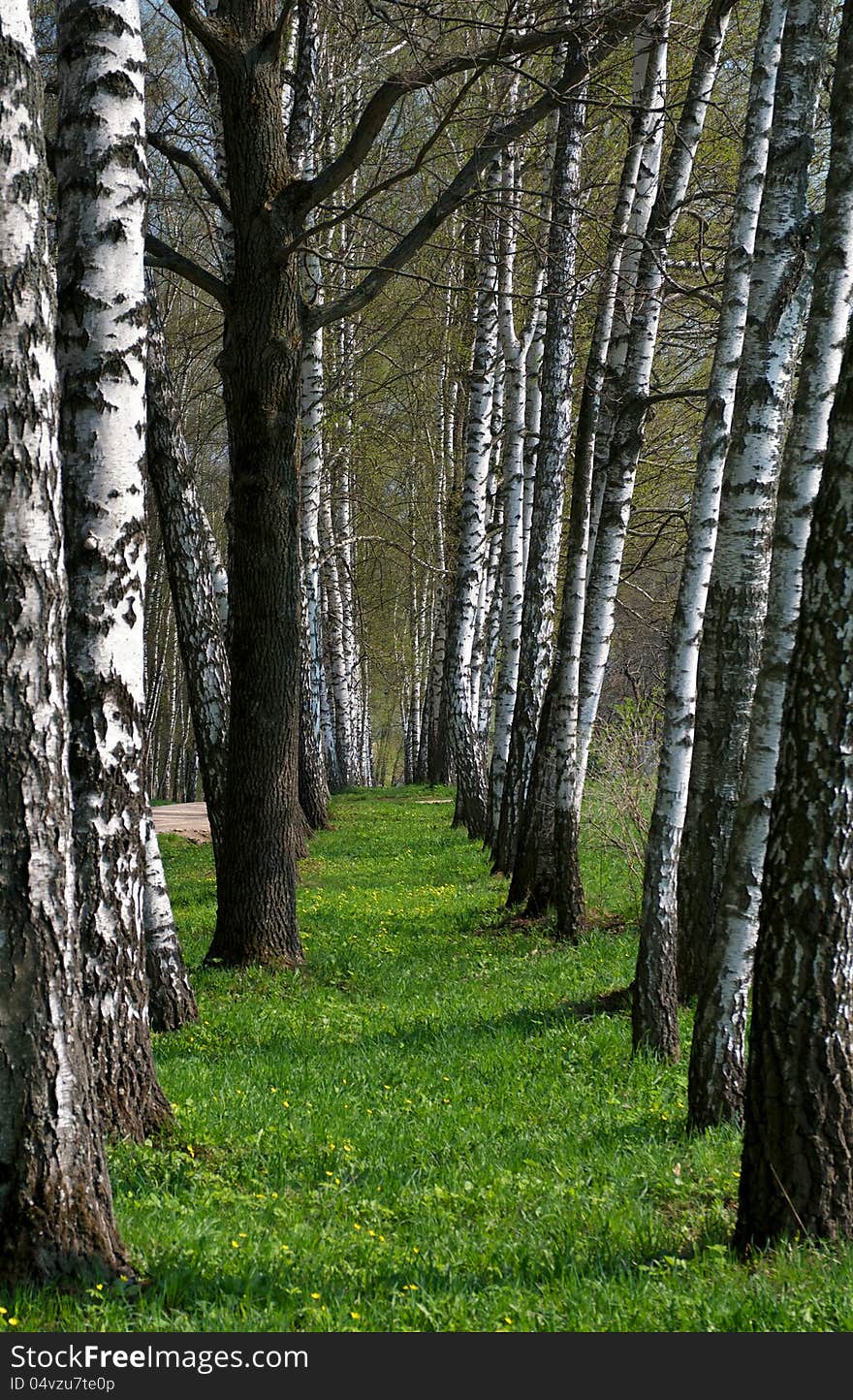 Birch Tree Alley