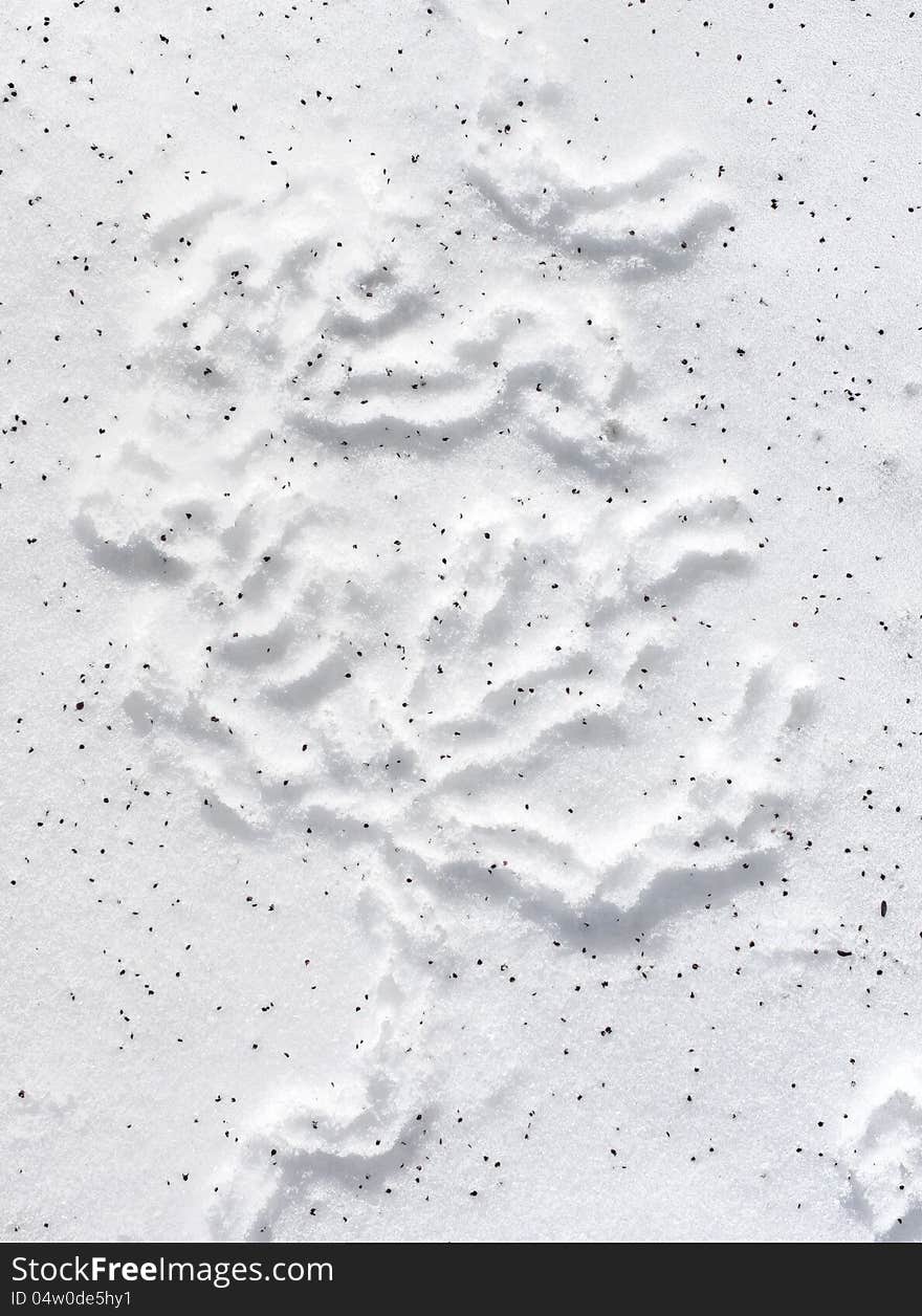 Pattern On Snow