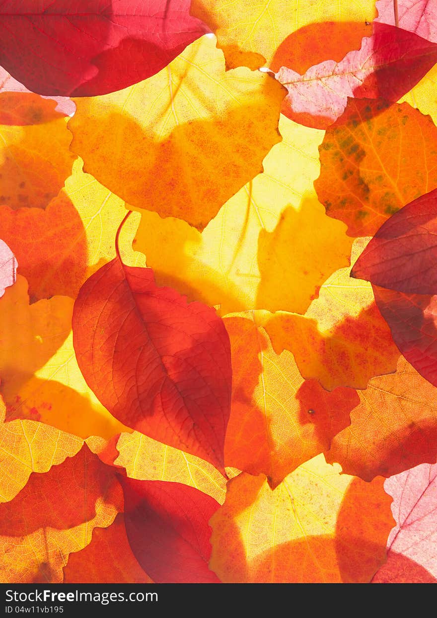 Autumn red and yellow leaves background. Autumn red and yellow leaves background