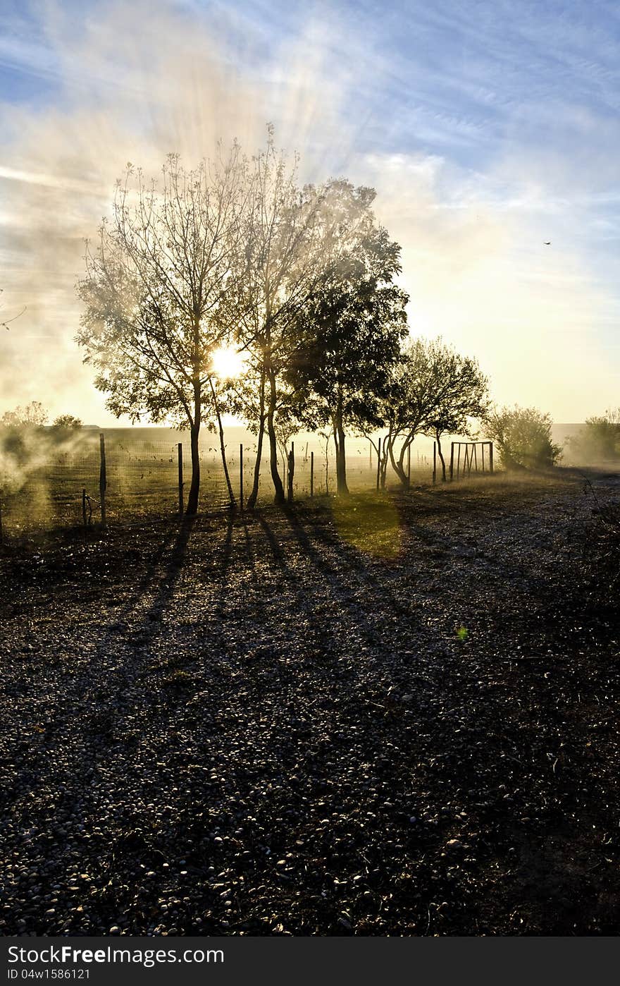 The sun through branches forming shadows on the ground. The sun through branches forming shadows on the ground