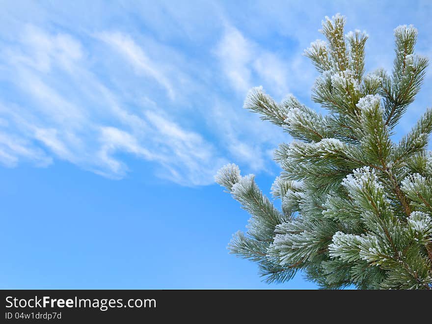 Tree in frost on the background of sky with clouds. Tree in frost on the background of sky with clouds