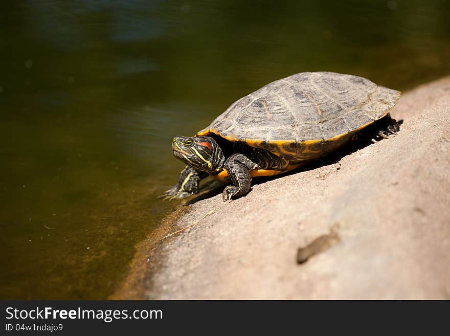 Turtle in litle lake at Martires da Patria garden in Lisbon